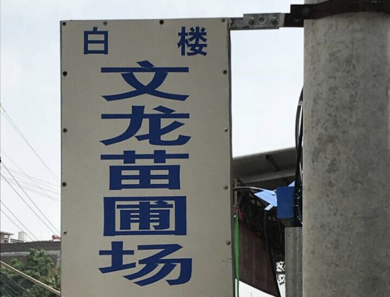 各种品种芭乐苗番石榴苗