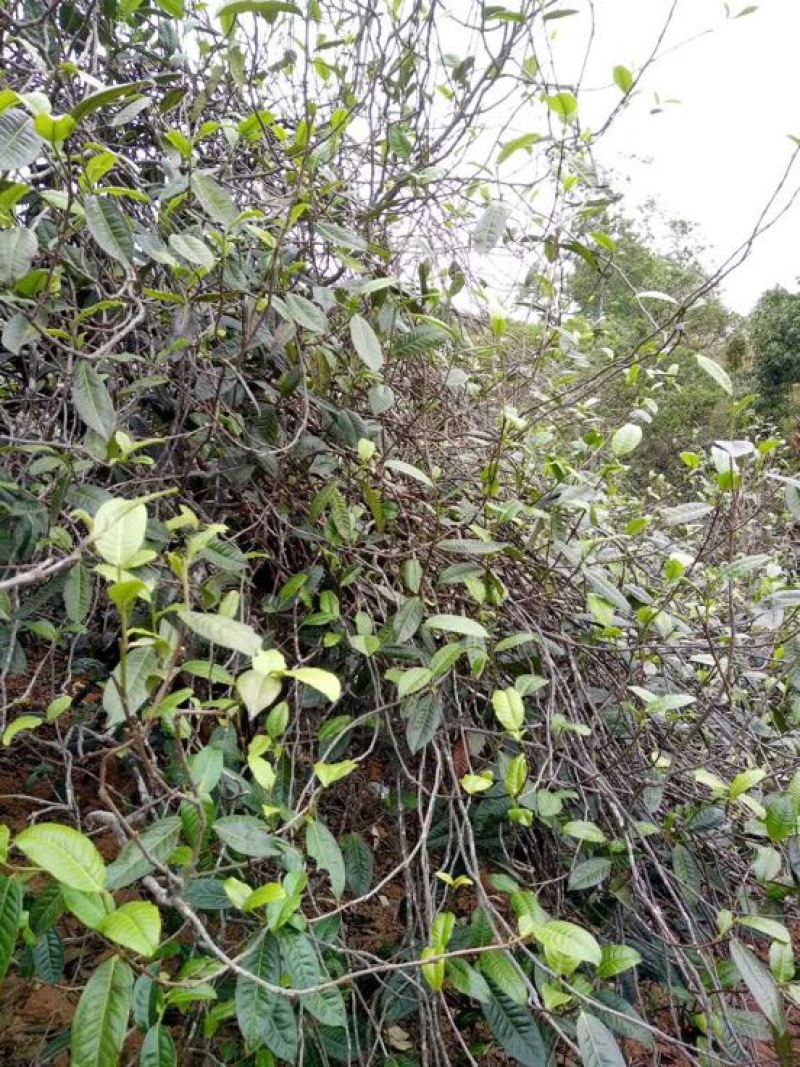 古树普洱茶
