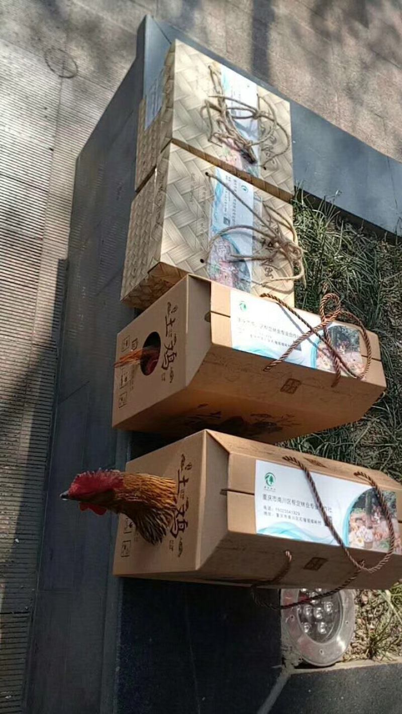 高山生态林下散养土鸡（精品）