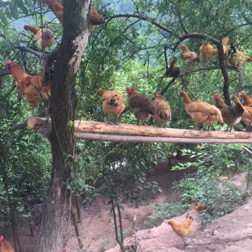 高山生态林下散养土鸡（精品）