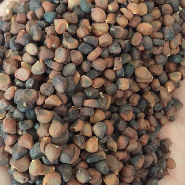 马连籽
