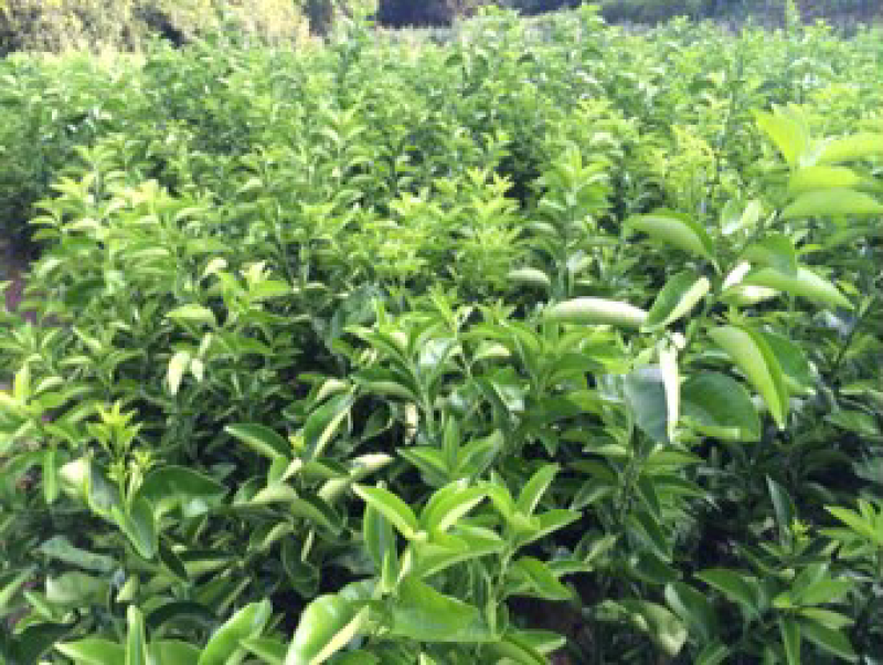 江津药枳壳苗1-2年嫁接苗道地品种有保障批发零售