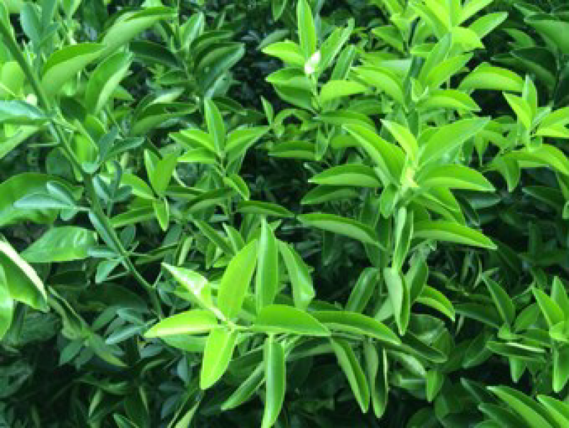 江津药枳壳苗1-2年嫁接苗道地品种有保障批发零售