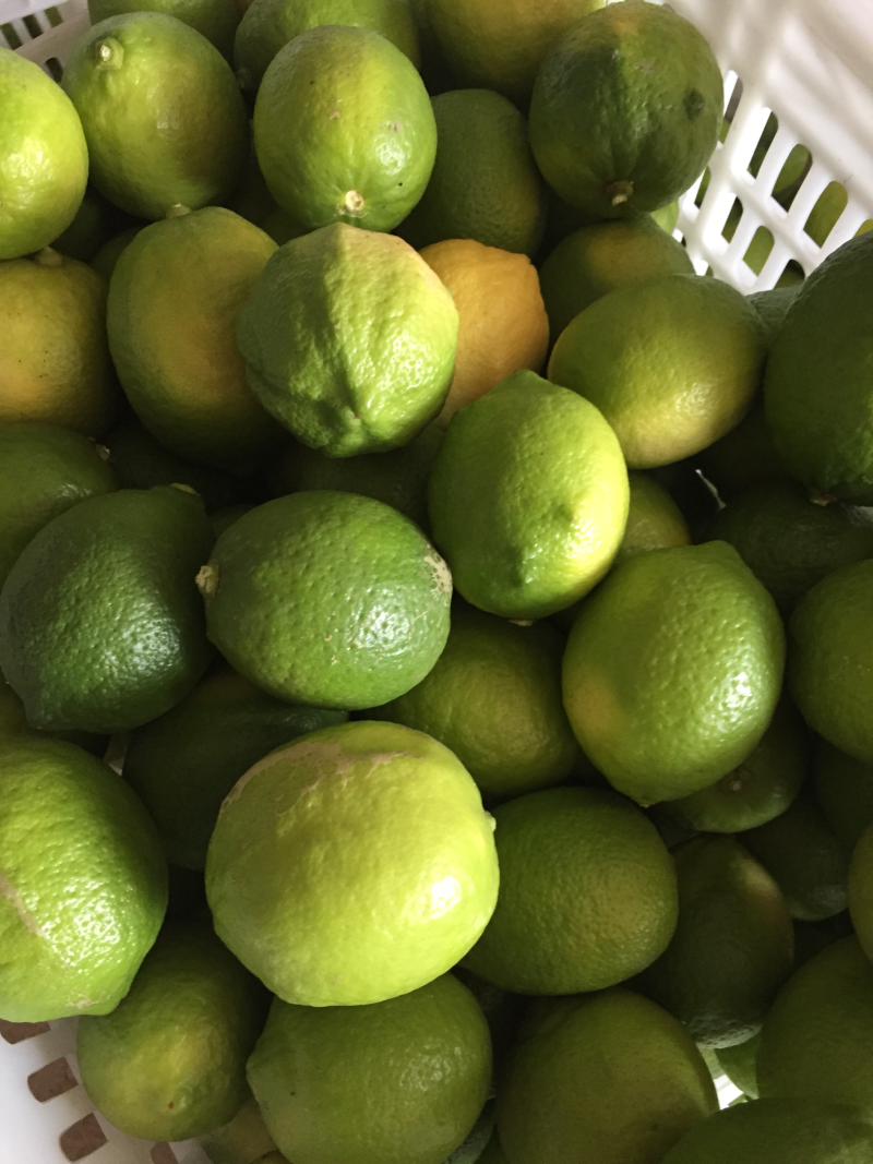 2022安岳新鲜釆摘青柠檬果园直供