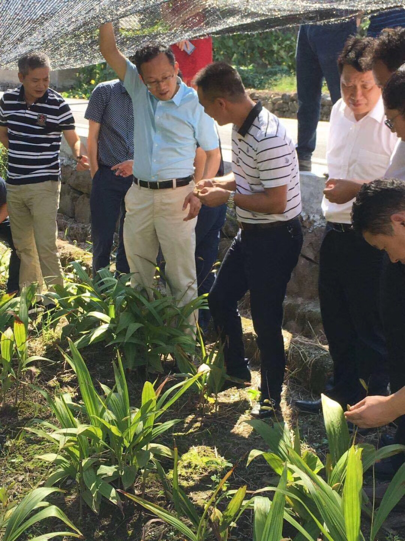白芨种苗
