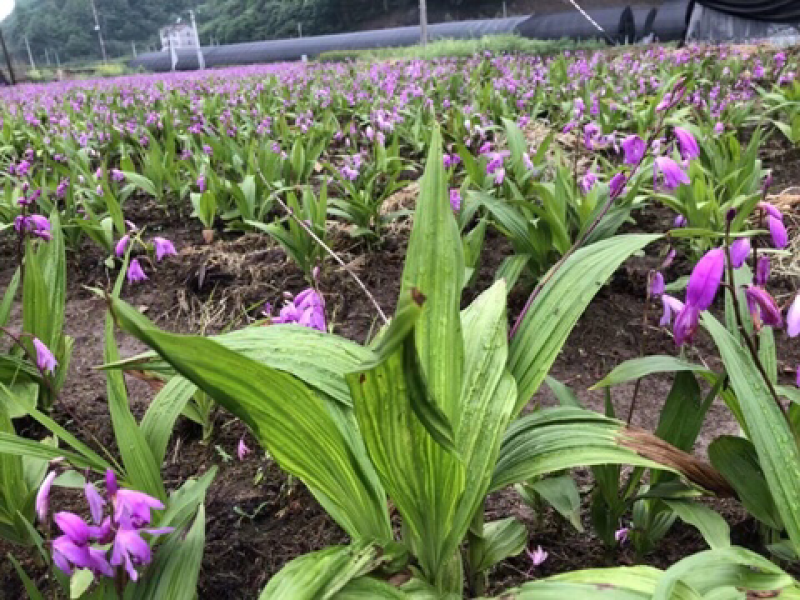 白芨种苗