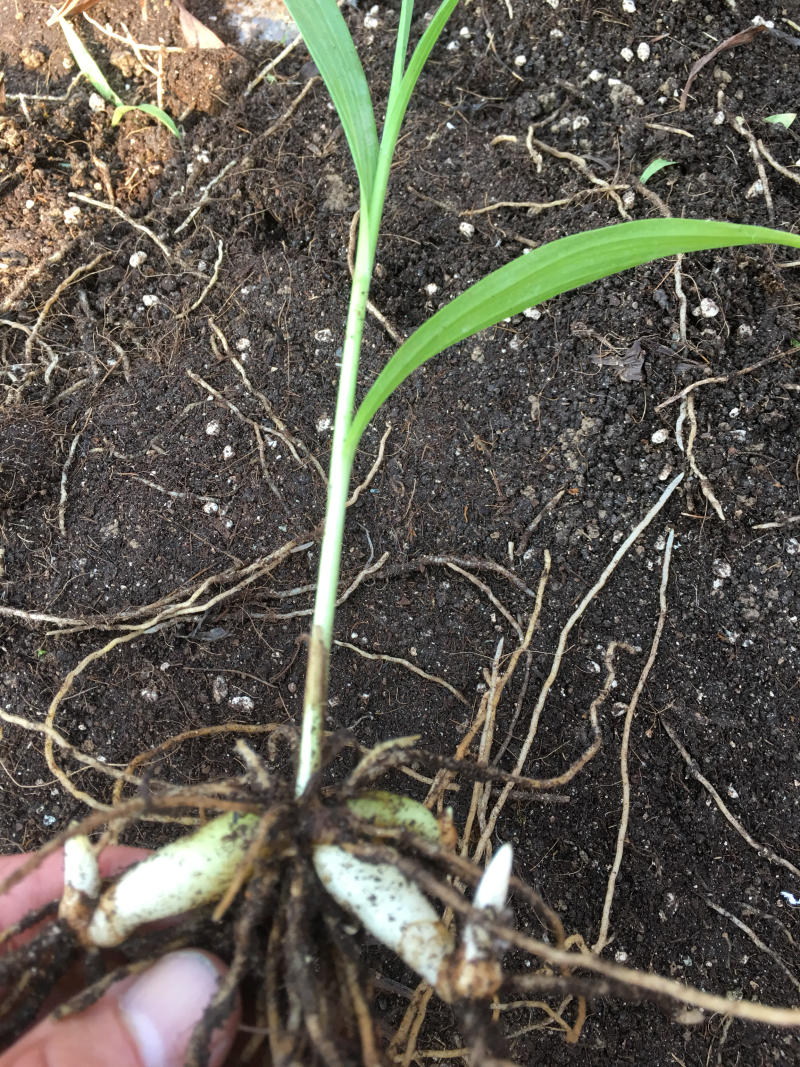 白芨种苗