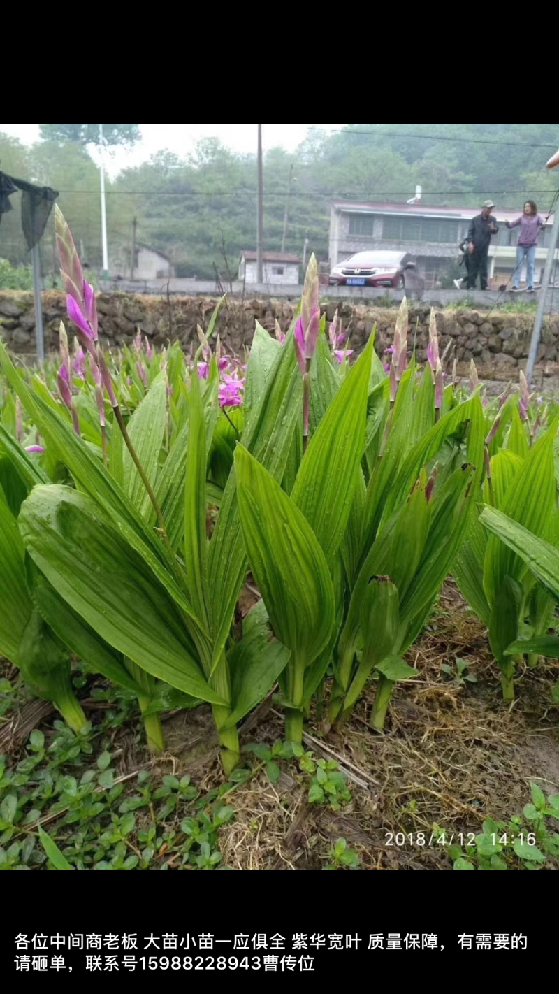 纯紫花三叉白芨苗