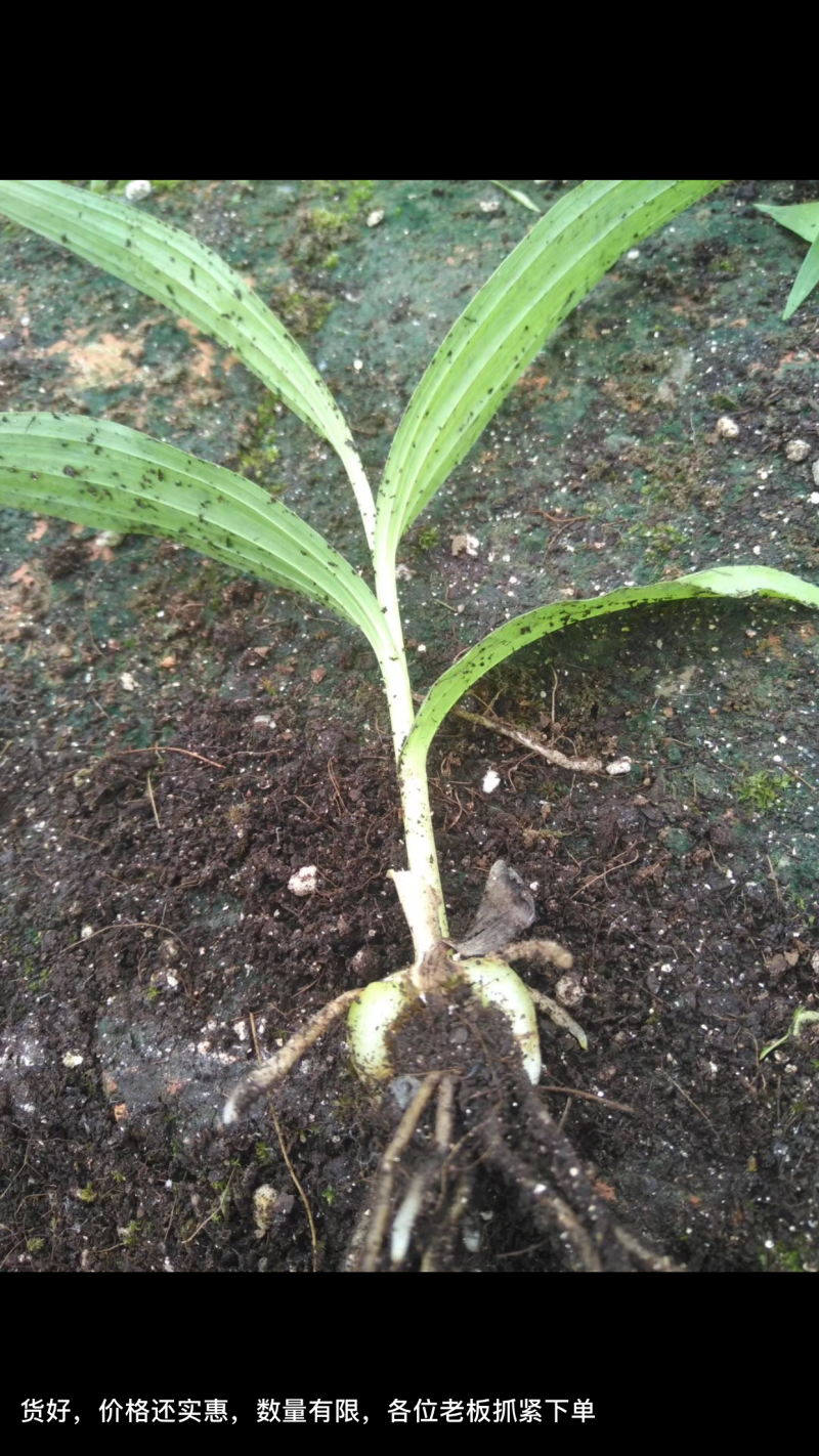 纯紫花三叉白芨苗