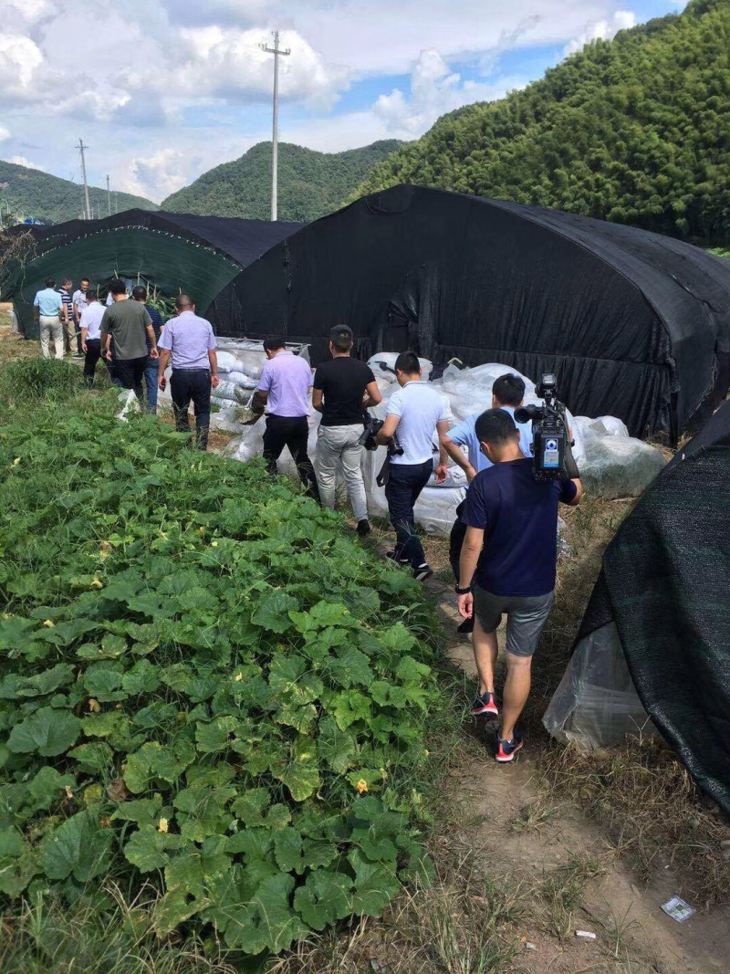 纯紫花三叉白芨苗