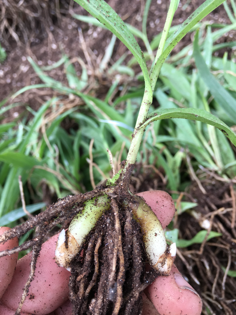 纯紫花三叉白芨苗