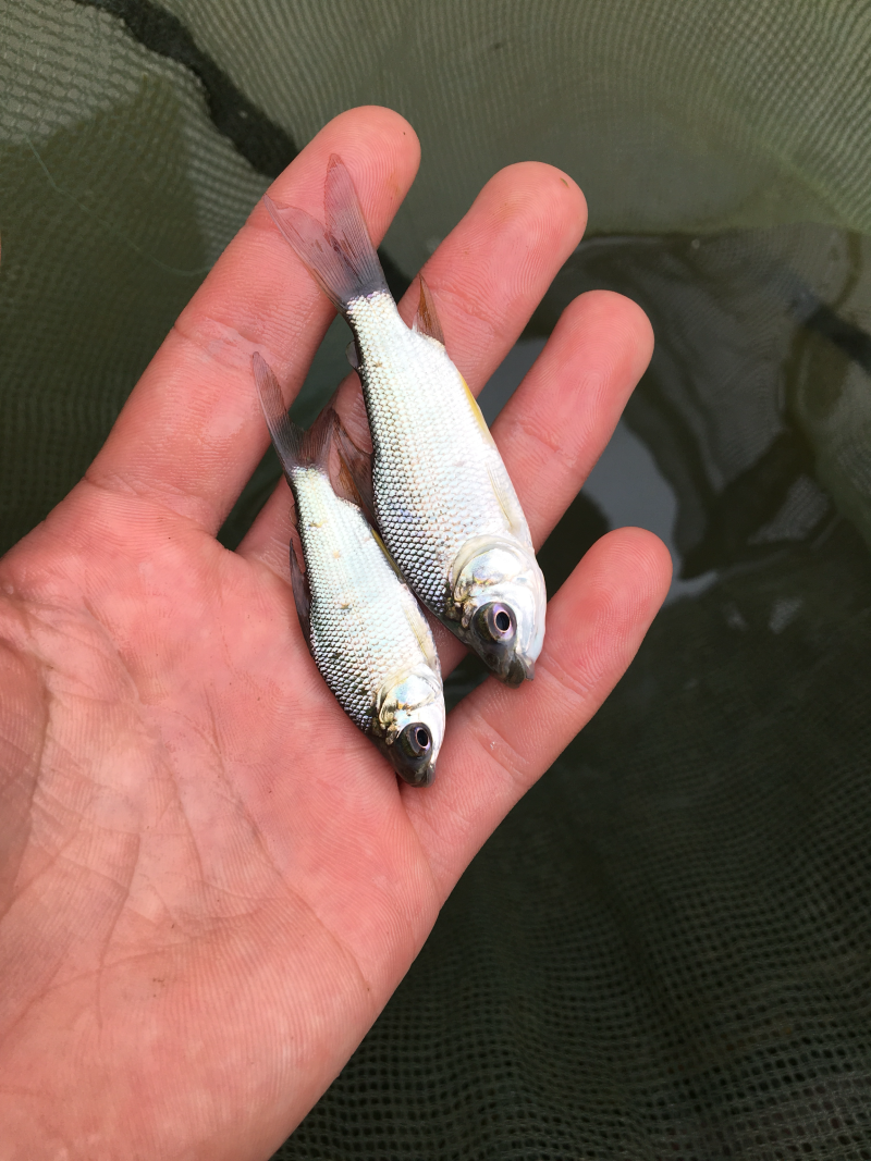 银鲷鱼苗，巴西鲷鱼苗，广西巴西雕鱼苗，南宁巴西雕鱼苗