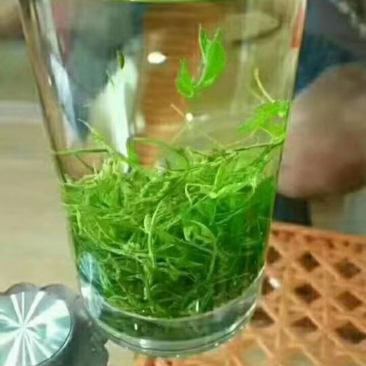 恩施名茶