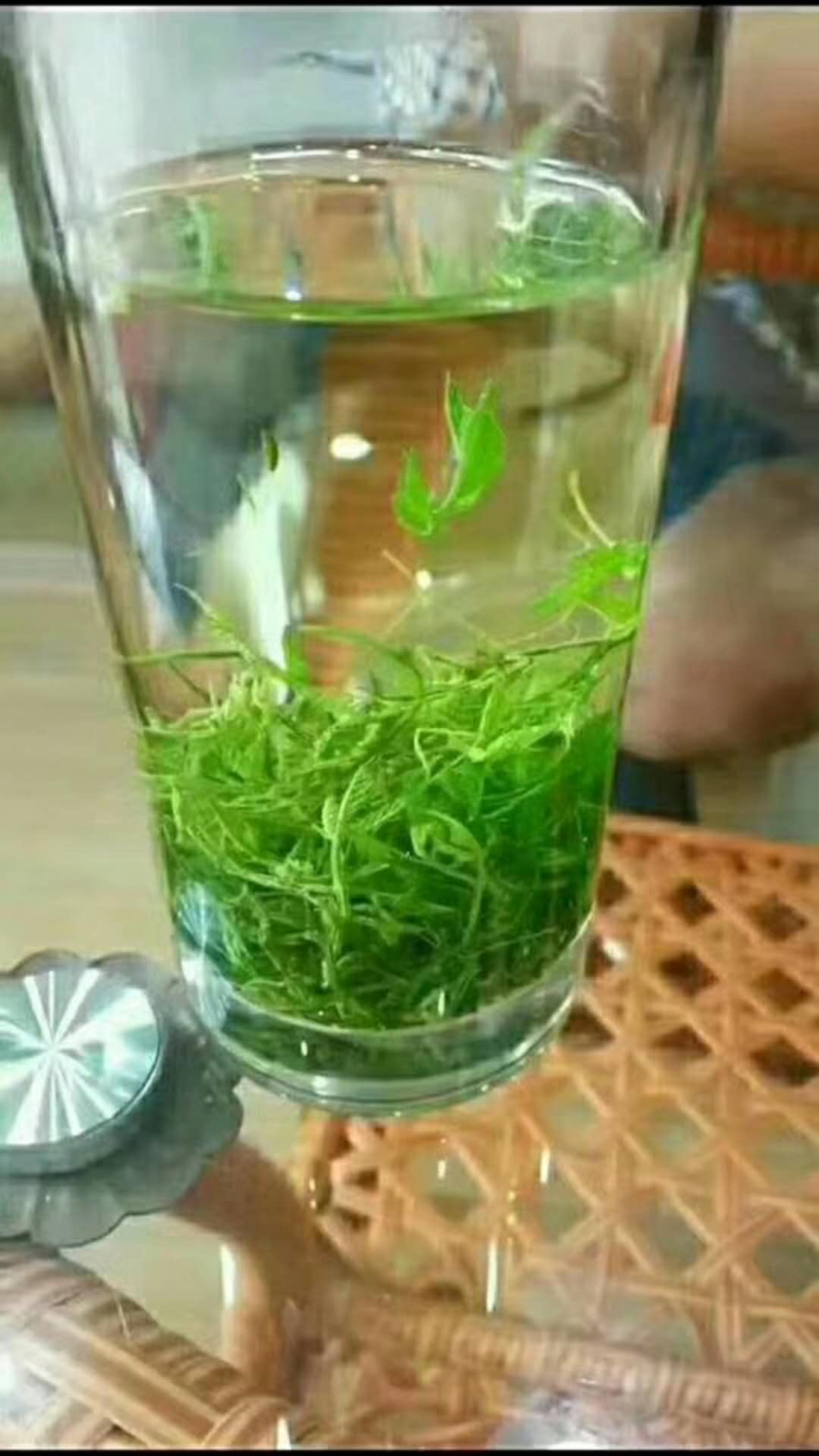 恩施名茶