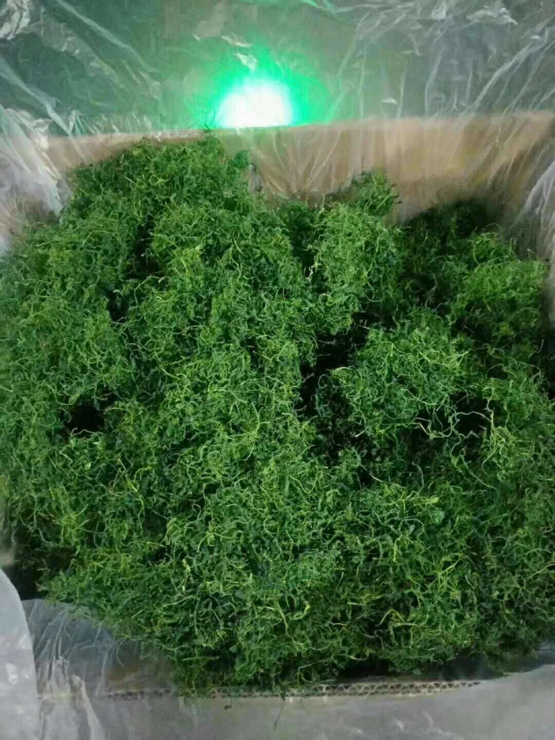 恩施名茶