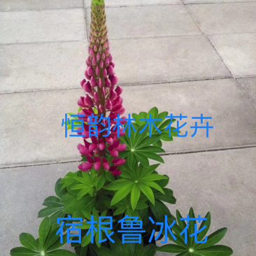 多年鲁冰花种子