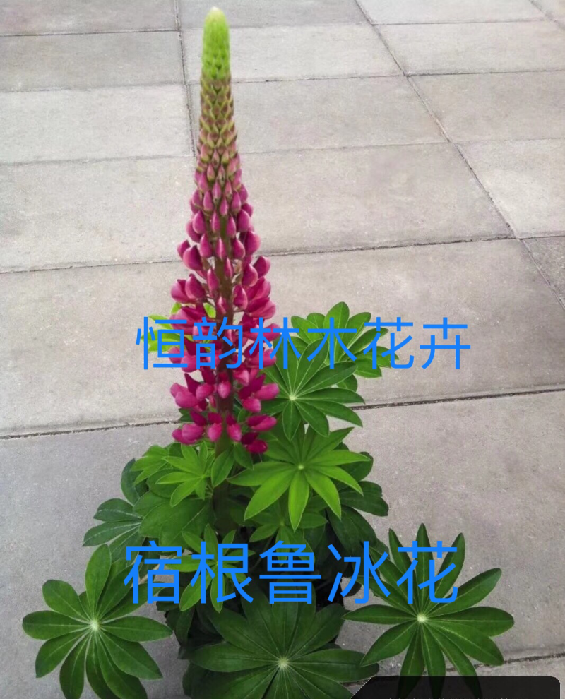 多年鲁冰花种子