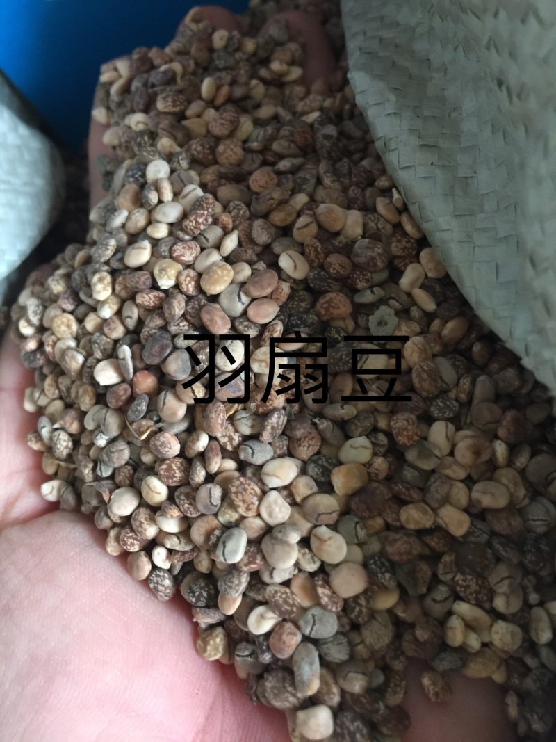 多年鲁冰花种子