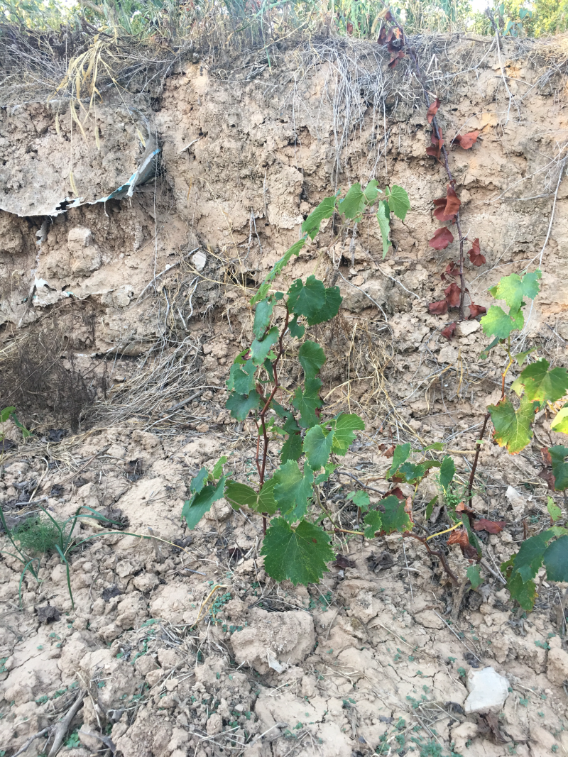 葡萄苗各种规格葡萄苗量大从优