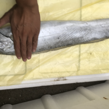 渤海湾大带鱼，中秋送礼佳品