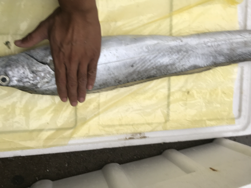 渤海湾大带鱼，中秋送礼佳品