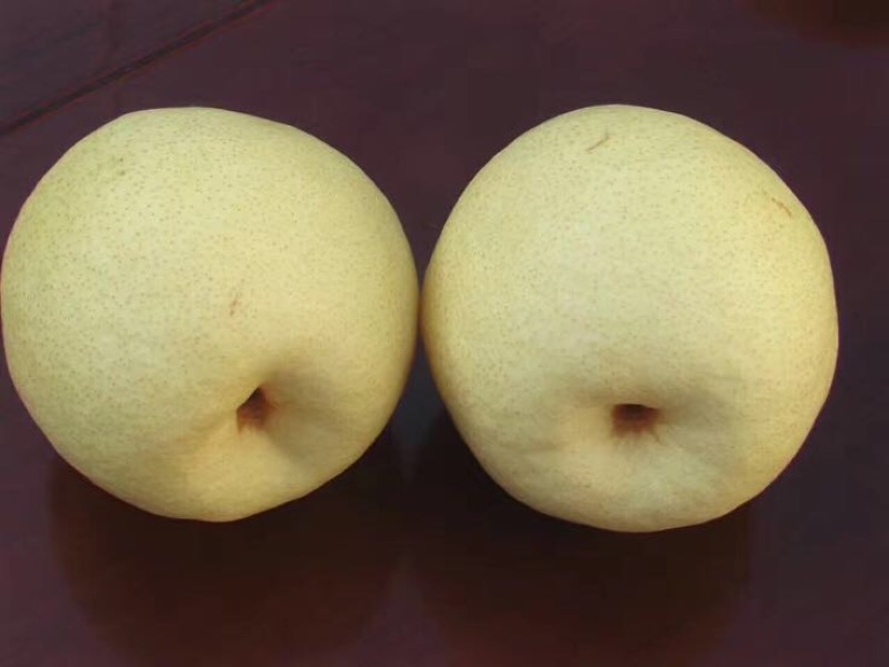 贡梨