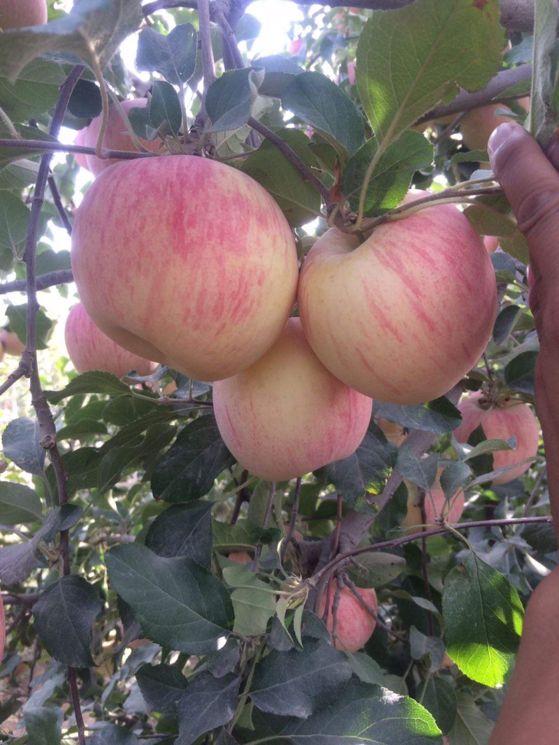 阿克苏冰糖心苹果