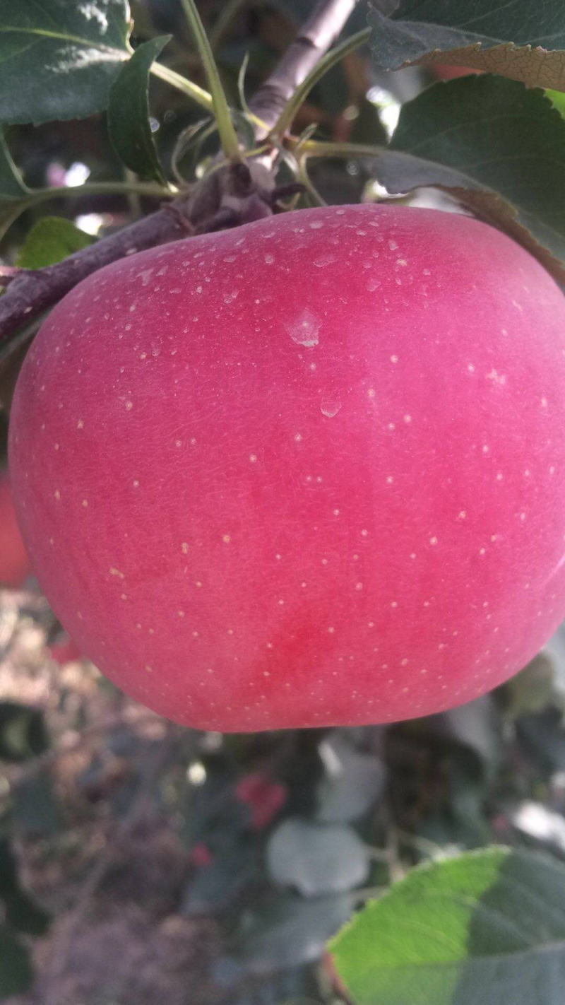 阿克苏冰糖心苹果