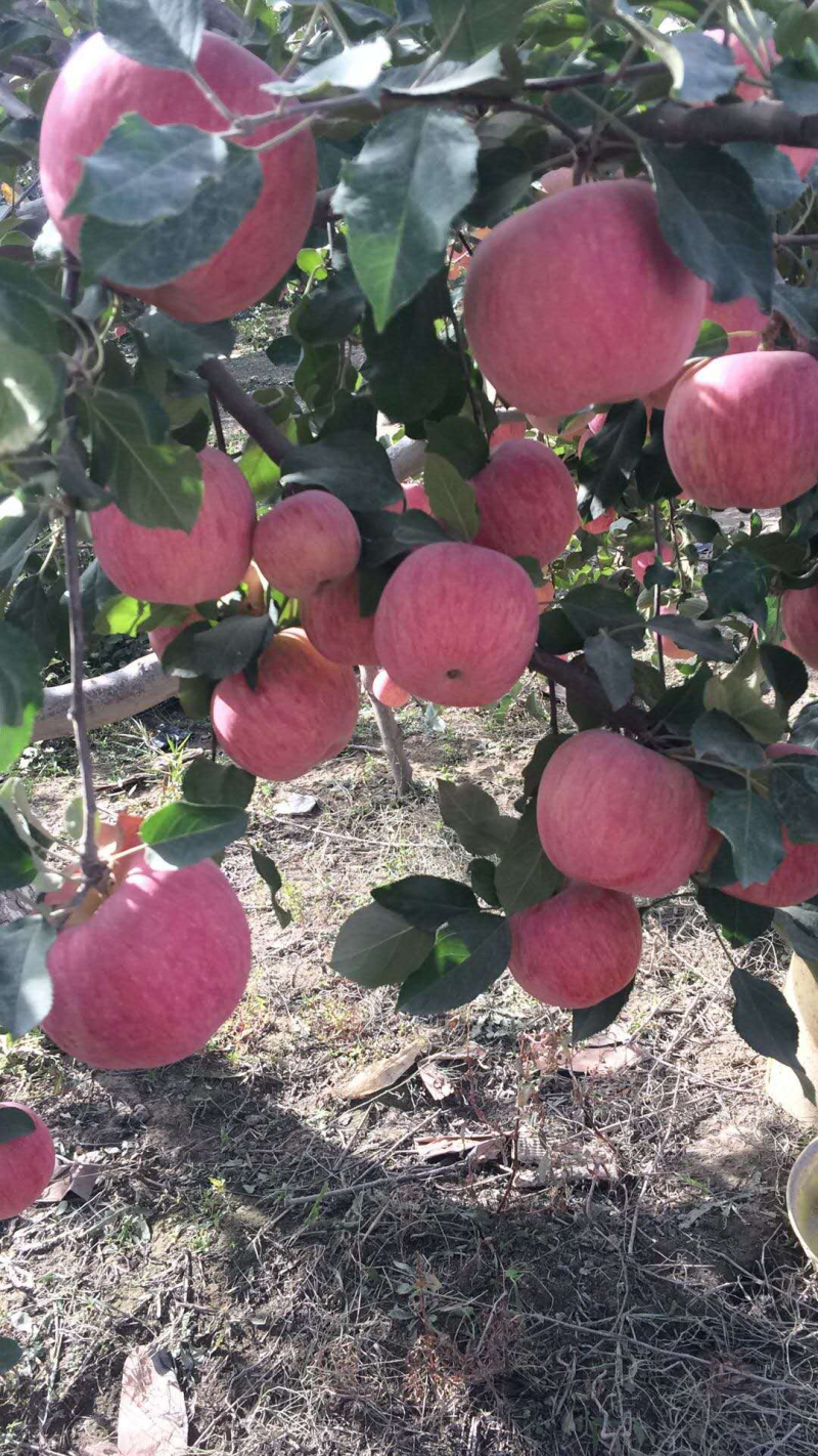 阿克苏冰糖心苹果