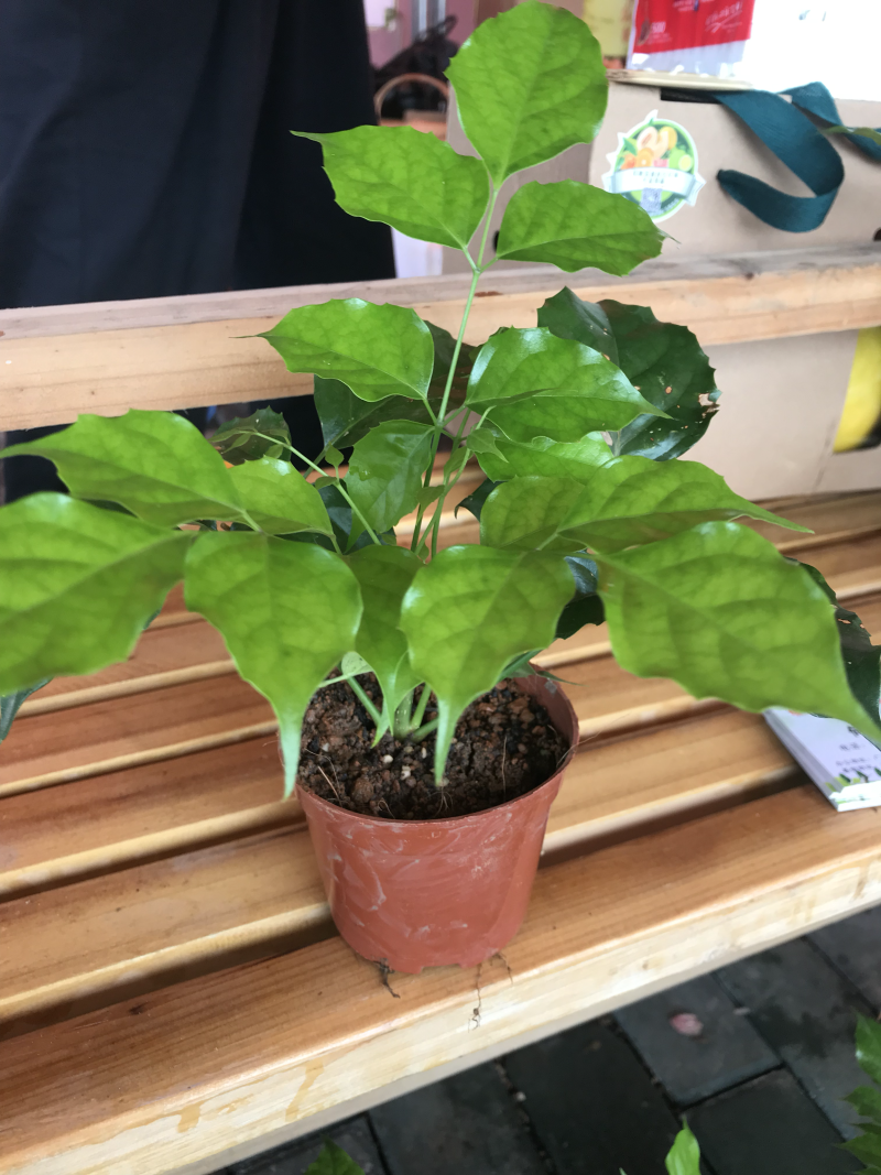 优质新品种绿宝幸福树苗，新项目，新商机，欢迎咨询