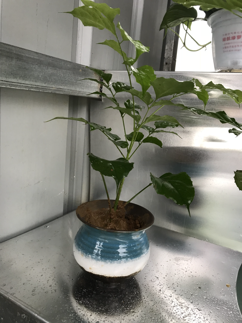 优质新品种绿宝幸福树苗，新项目，新商机，欢迎咨询