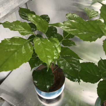 优质新品种绿宝幸福树苗,新项目,新商机,欢迎咨询