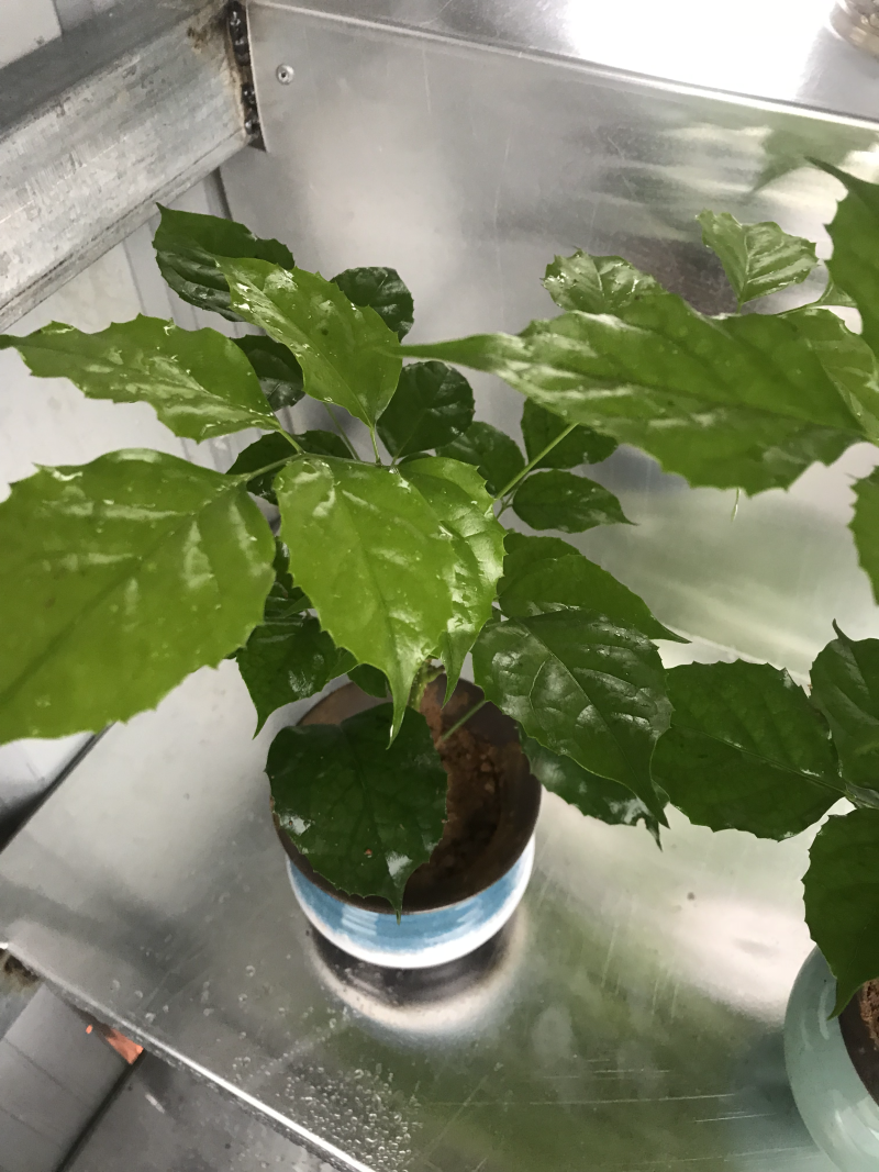 优质新品种绿宝幸福树苗，新项目，新商机，欢迎咨询
