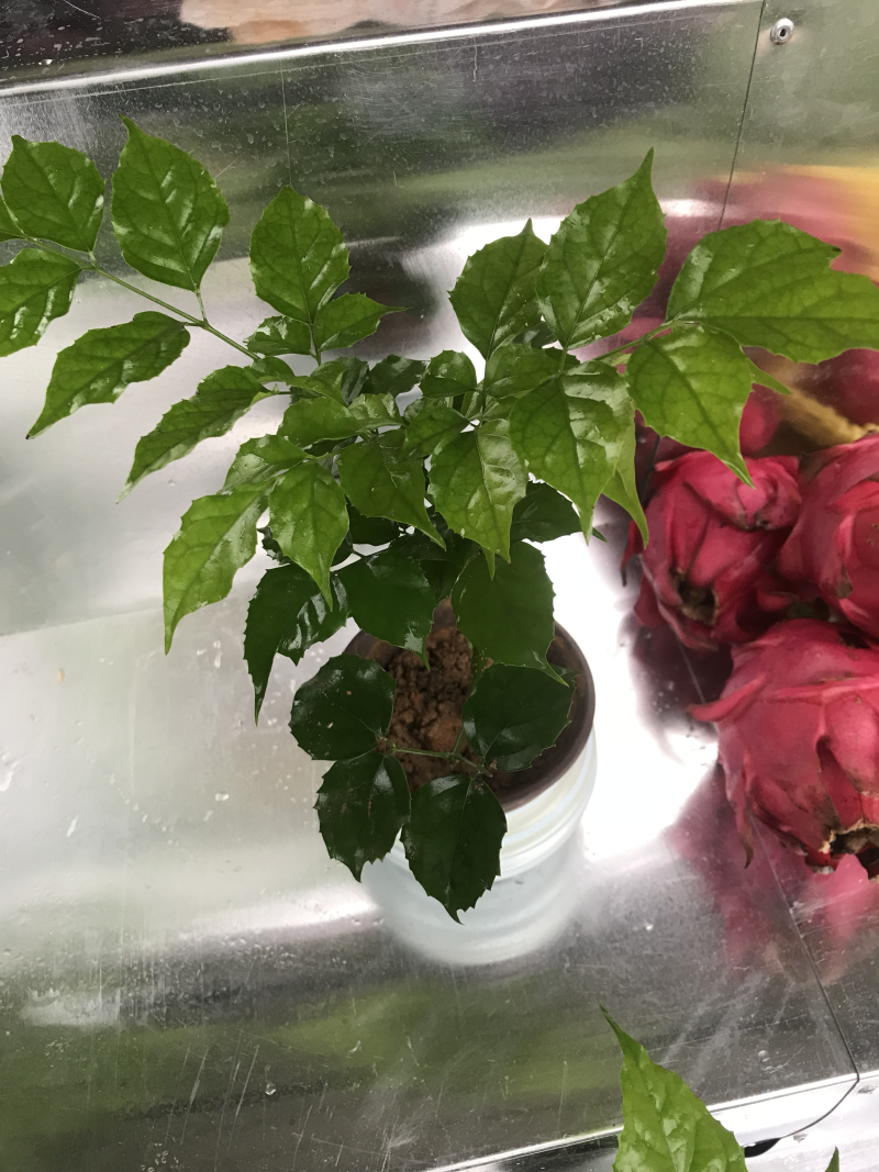 优质新品种绿宝幸福树苗，新项目，新商机，欢迎咨询
