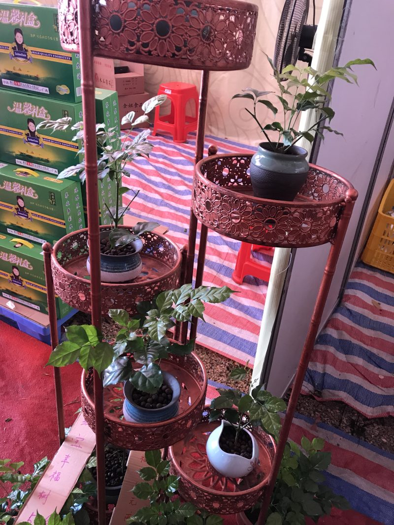优质新品种绿宝幸福树苗，新项目，新商机，欢迎咨询