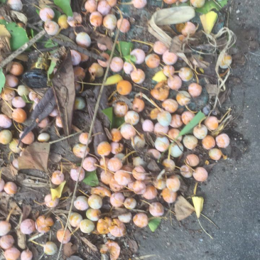 白果