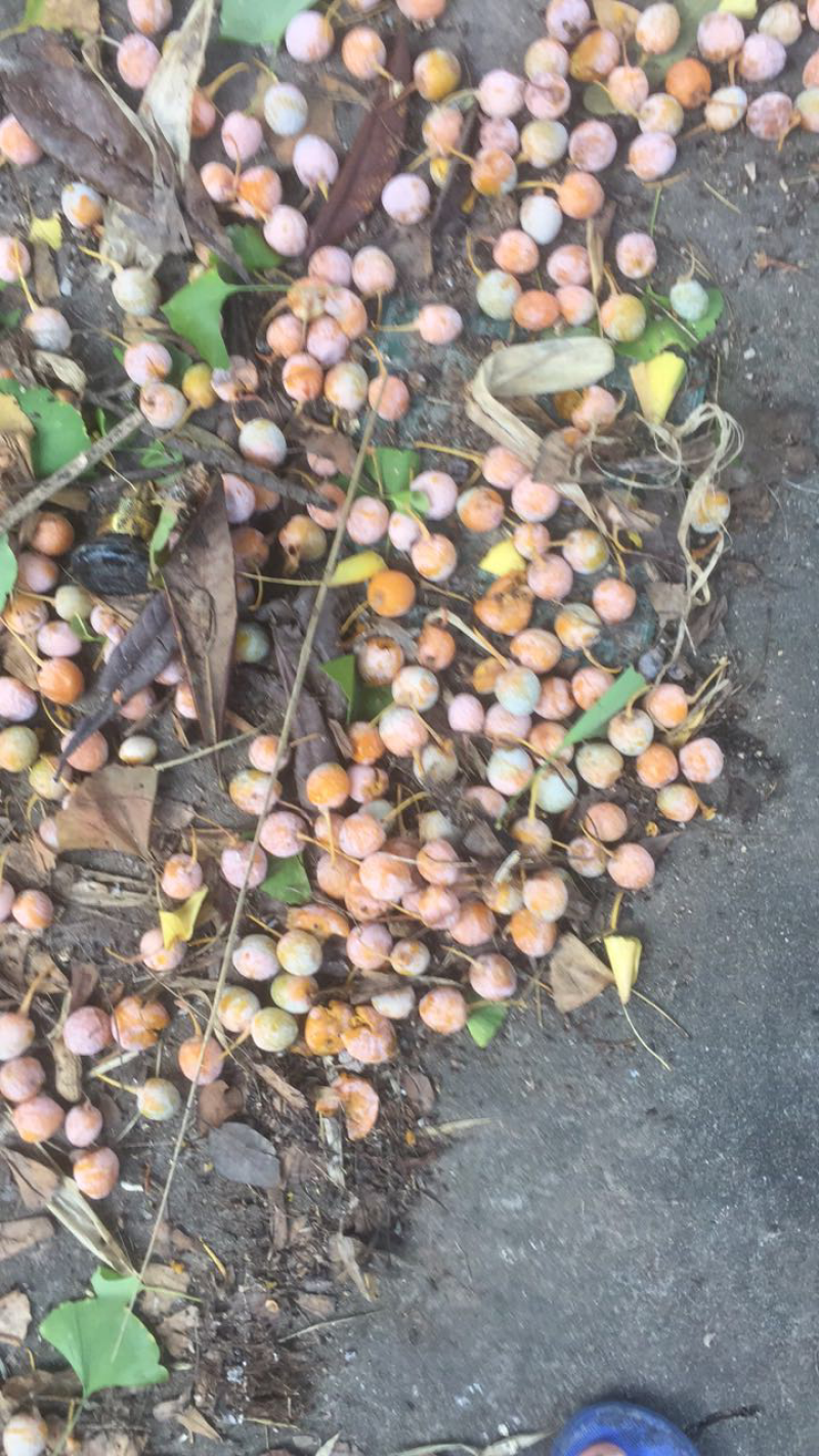 白果