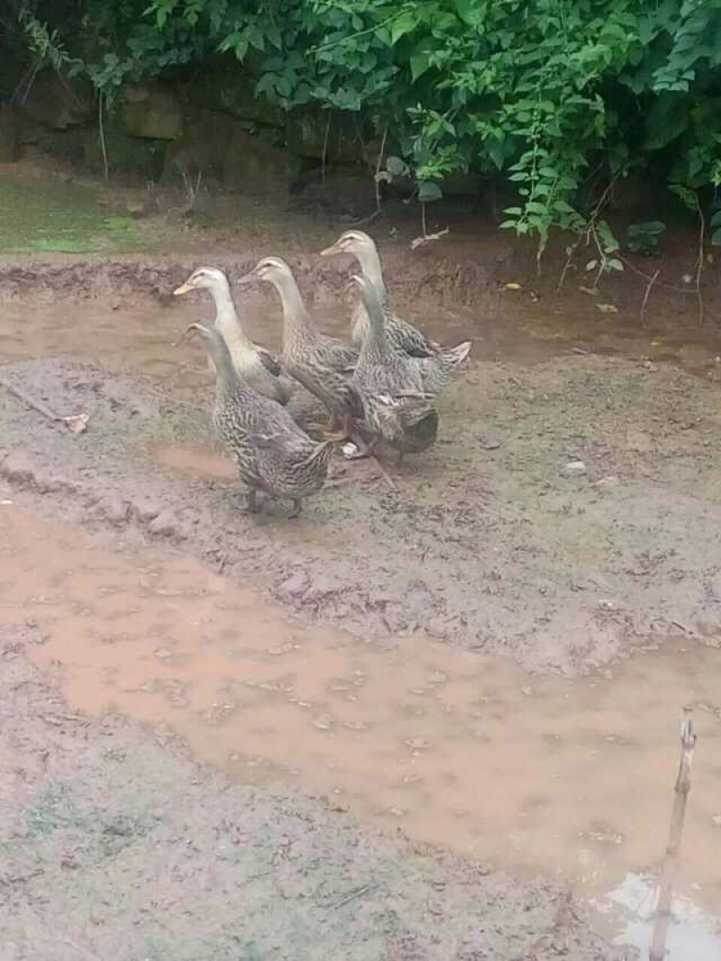 土鸭