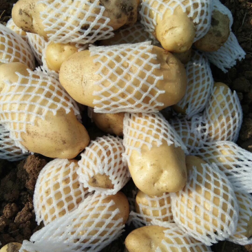 土豆