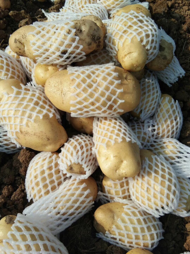 土豆