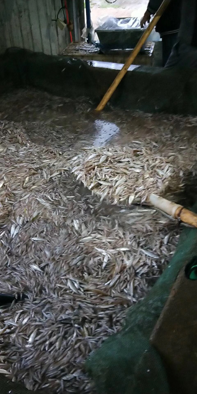 出售小鱼小白鱼公鱼鱼食杂货各类动物鱼