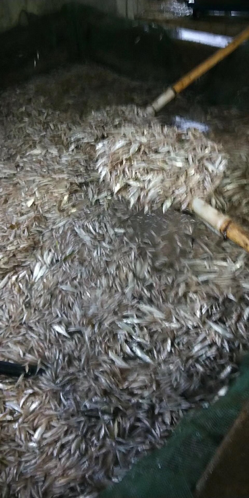 出售小鱼小白鱼公鱼鱼食杂货各类动物鱼