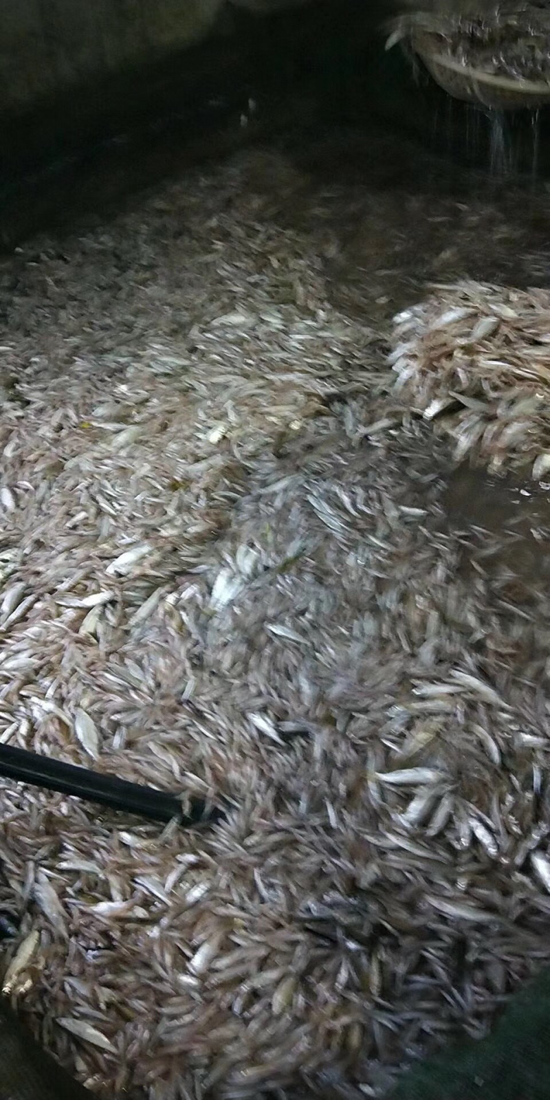 出售小鱼小白鱼公鱼鱼食杂货各类动物鱼