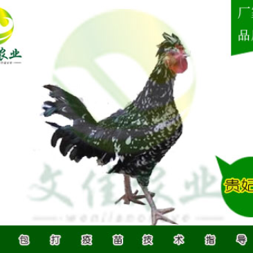 贵妃鸡苗