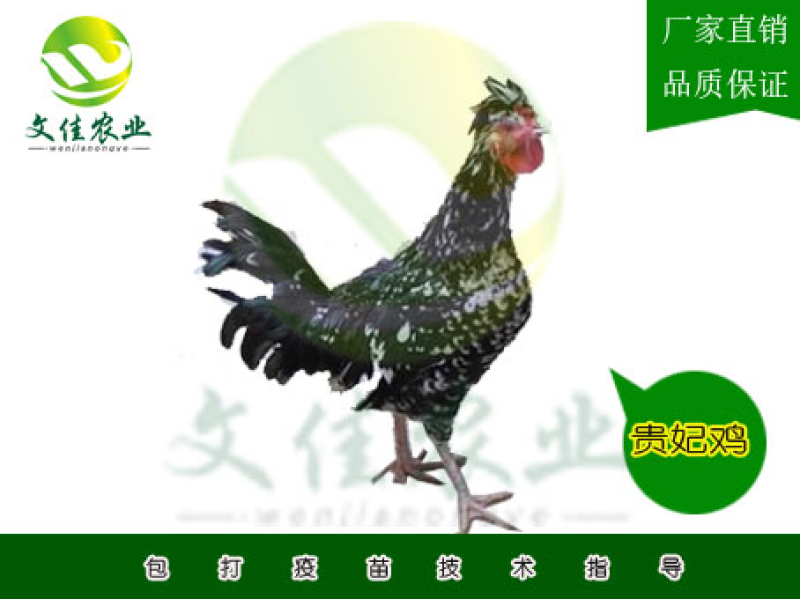 贵妃鸡苗