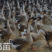 马岗鹅苗