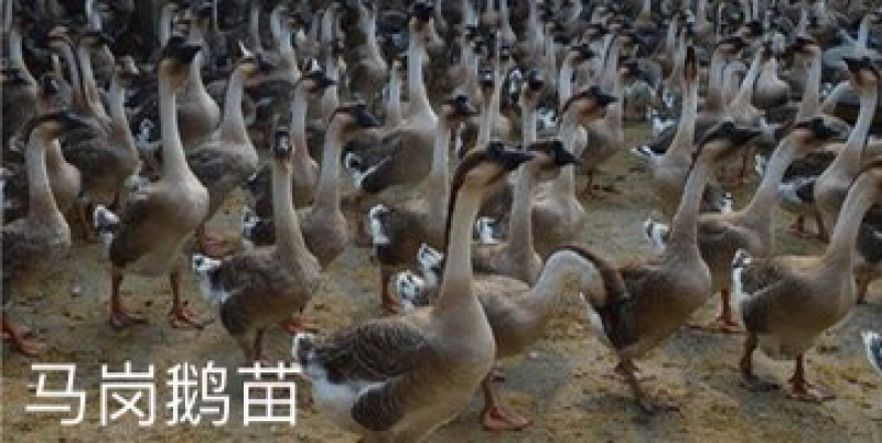 马岗鹅苗