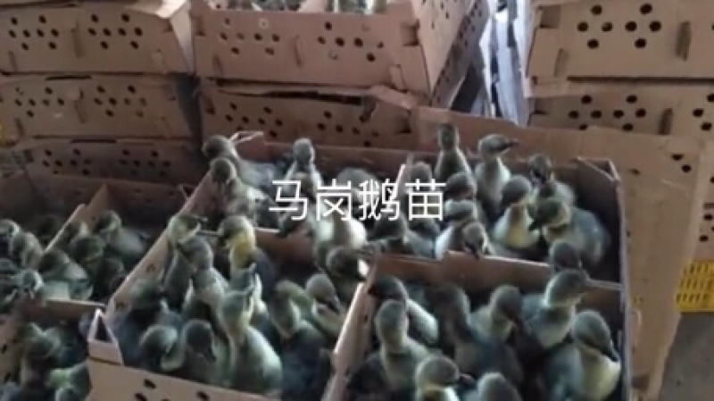 马岗鹅苗