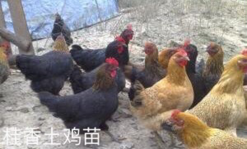 桂香土鸡苗