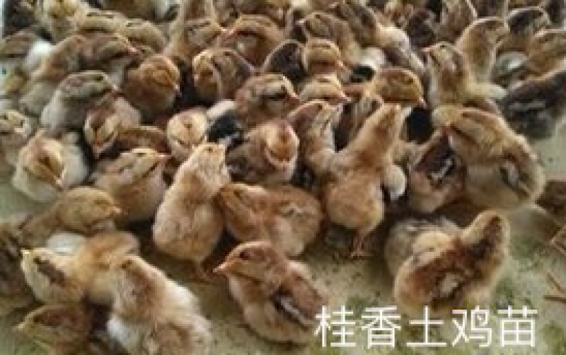 桂香土鸡苗